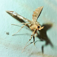 Leucinodes cordalis