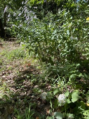 Asclepias quadrifolia
