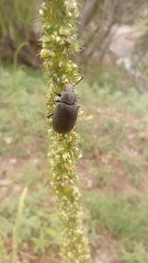Bothrotes canaliculatus