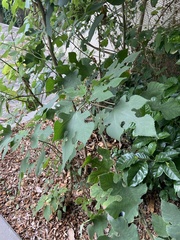 Broussonetia papyrifera