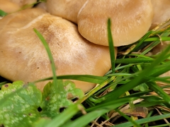 Lyophyllum decastes