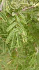 Vachellia farnesiana