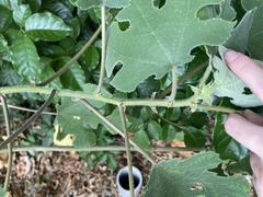 Broussonetia papyrifera