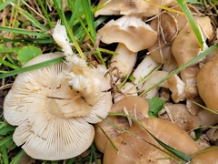Lyophyllum decastes