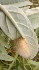 Lepidoptera
