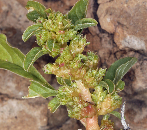 Amaranthus crassipes var. warnockii