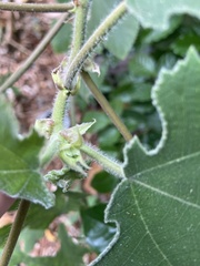 Broussonetia papyrifera