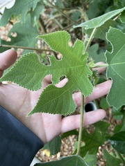 Broussonetia papyrifera