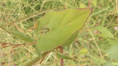 Zelus renardii