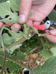 Broussonetia papyrifera