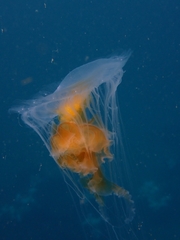 Phacellophora camtschatica