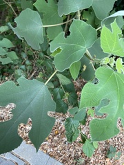 Broussonetia papyrifera