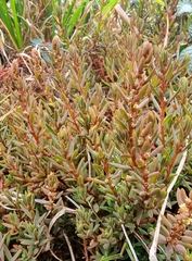 Suaeda novae-zelandiae