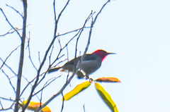 Myzomela erythrocephala