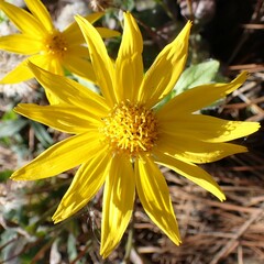 Arnica cordifolia