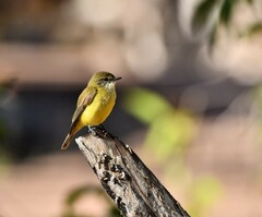 Microeca flavigaster