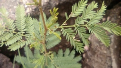 Leucaena diversifolia