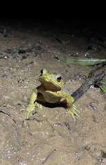 Incilius coniferus