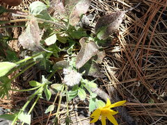 Arnica cordifolia