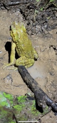 Incilius coniferus