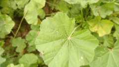 Malva parviflora