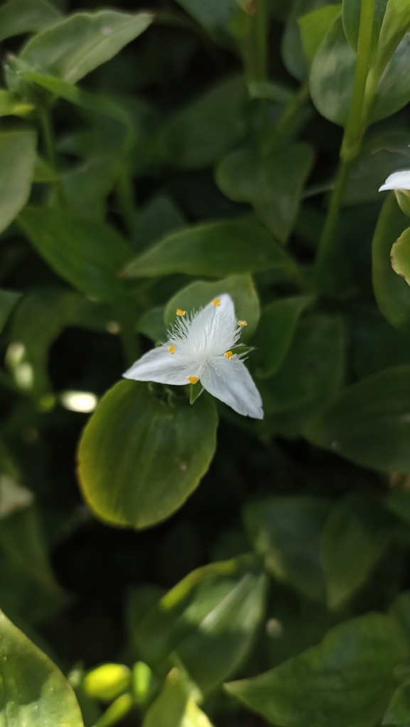 Tradescantia fluminensis groundcover growth