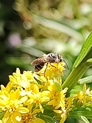 Lasioglossum fuscipenne