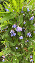 Billardiera