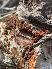 Amphilogia gyrosa