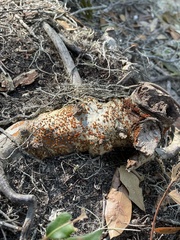 Amphilogia gyrosa