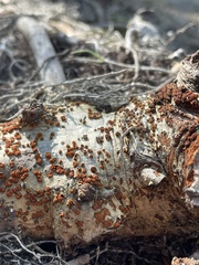 Amphilogia gyrosa