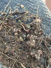 Diplopoda