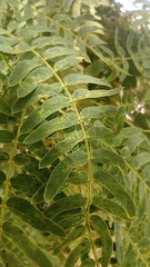 Prosopis glandulosa