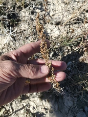 Artemisia campestris