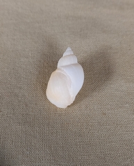 Sydaphera lactea