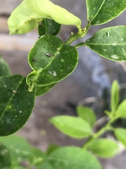 Diaphorina