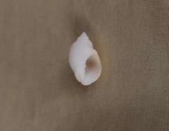 Sydaphera lactea