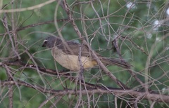 Saltator grandis