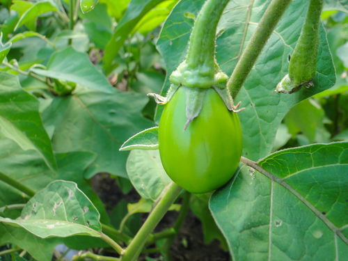 Solanum aethiopicum, photograph 2