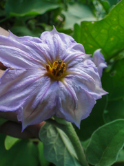 Solanum melongena
