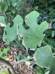 Broussonetia papyrifera