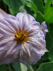 Solanum melongena