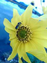 Paragapostemon coelestinus