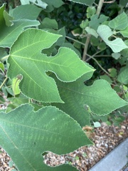 Broussonetia papyrifera