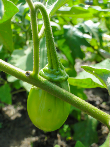 Solanum aethiopicum, photograph 1