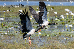 Anseranas semipalmata