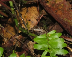 Cyrtodactylus