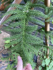 Araucaria heterophylla