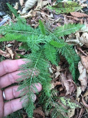 Achillea filipendulina