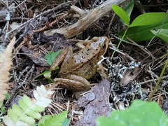 Rana cascadae